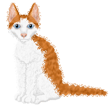 red & white LaPerm animation