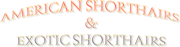 American Shorthairs & Exotic Shorthairs