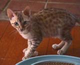 Moonlighting as a kitten