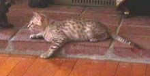 Moonlighting as a kitten