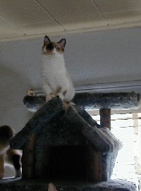 Cyrano on top of the cat tree