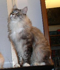 Joker at his furriest