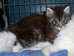 Joker's baby picture