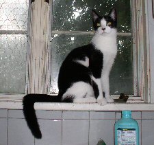 Karma in the window