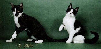 Karma & Dood