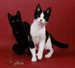 Karma & Littermate