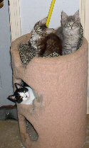 Karma in the kitty kondo