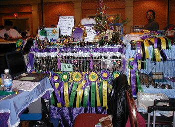 Karma's last HHP kitten show
