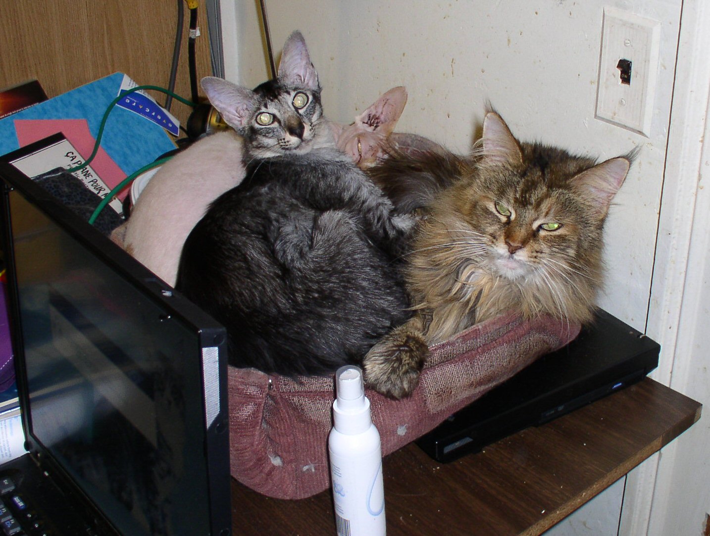 Zanskar sharing cat bed