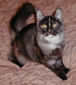 Anirul as a kitten
