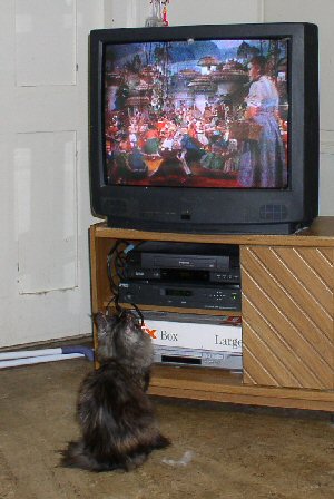 Anirul watching the Wizard of Oz