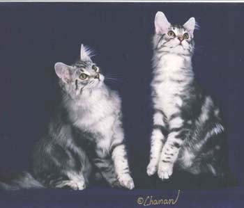 Buckaroo & Remo