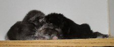 Araxie's kittens