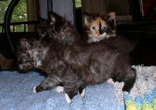 Heris kittens