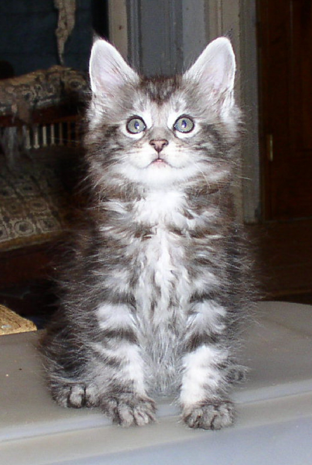H.P. 2 months