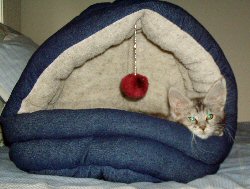Nala in her new home