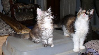 Nala and her friend Kodachrome