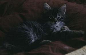 Kona as a kitten