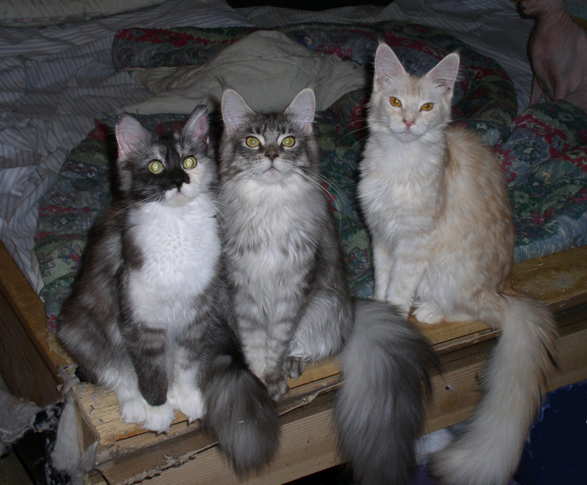Misravot & Friends