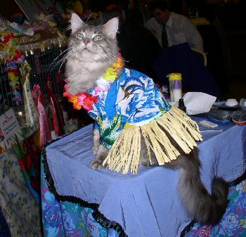 Neroon in his hula outfit