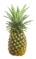 pineapple graphic