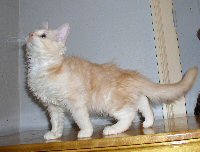 Midas