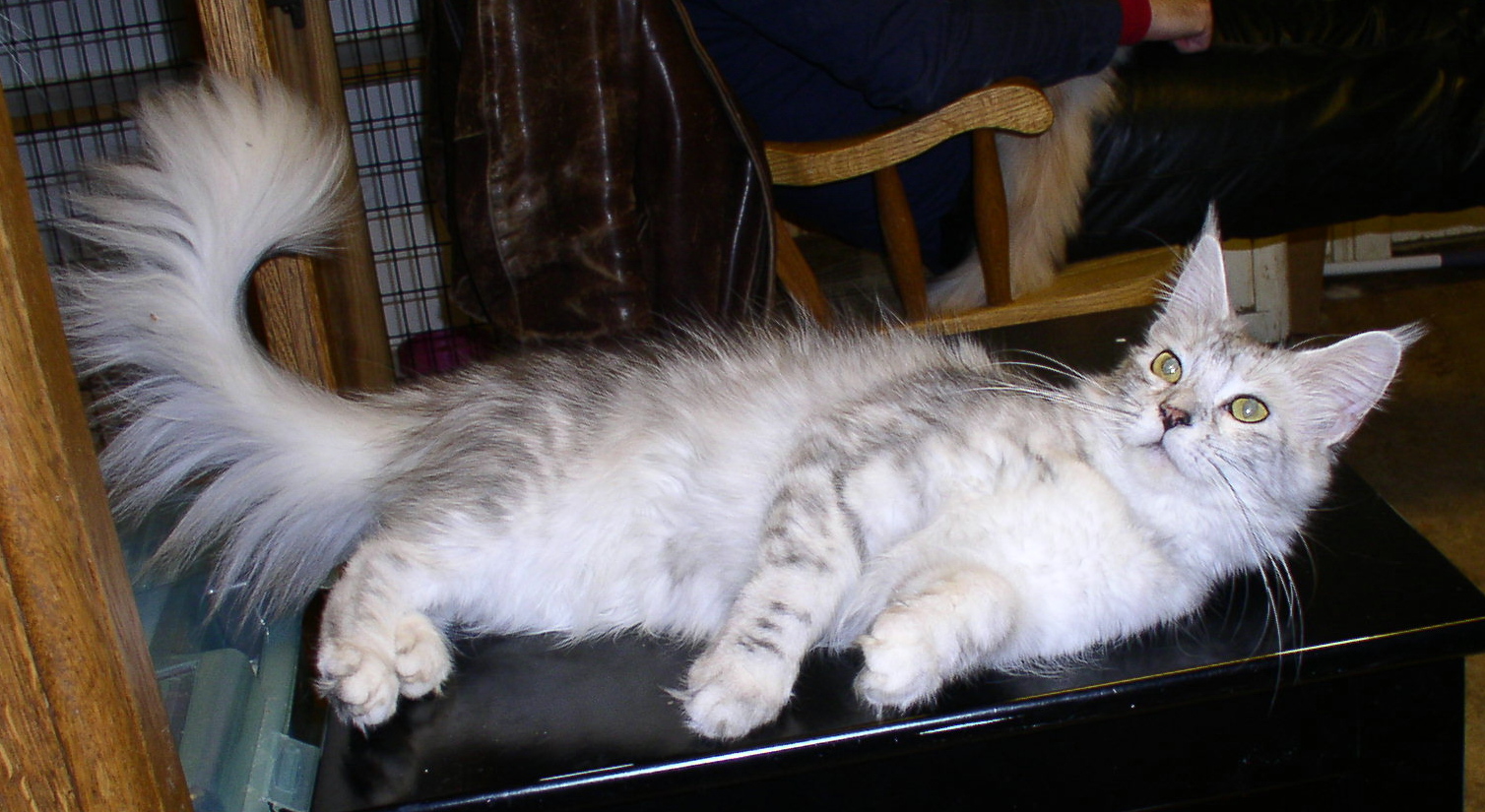 Rebma reclining