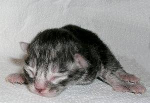 Socks at 2 days old