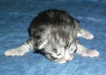 Socks at 6 days old