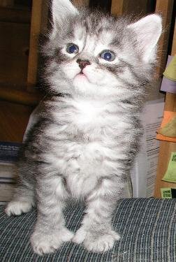 Socks at 6 weeks old