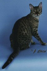 Moonlighting the Bengal