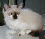 Cyrano the Munchkin