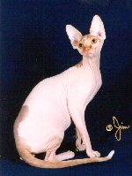 Fluffy the Sphynx