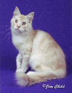 Maccabee