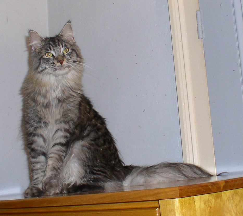 Strygwaldir